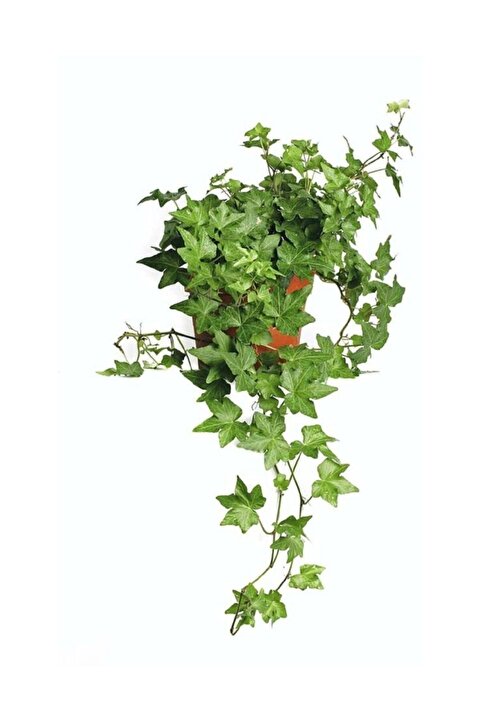 Bitkim Sende Videolu Hedera Helix Sarmaşığı 30-60 Cm Saksılı/tüplü Ofis-ev Bitkisi Dış Mekan Hedera Helix