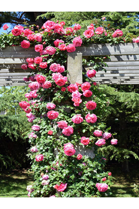 serada decor & plant Videolu Pembe Sarmaşik Çardak Gülü (70 120 CM)1 Adet Saksılı Dış Mekan Sarmaşık Wisteria