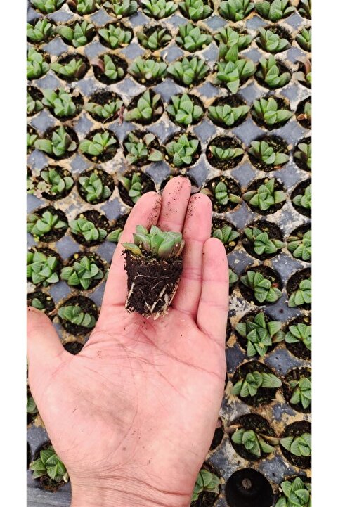 Ravza Çiçekçilik Haworthia Retusa Fidesi