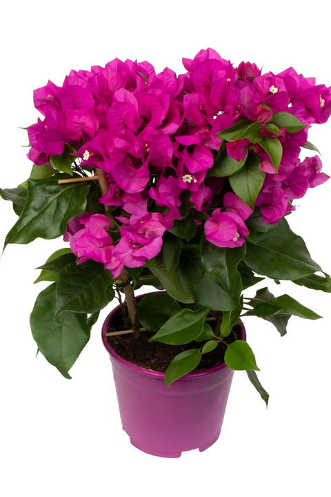 ÇİÇEKFLİX Bodur begonvil mor renk minik 20-21cm/şuan çiçeksizdir