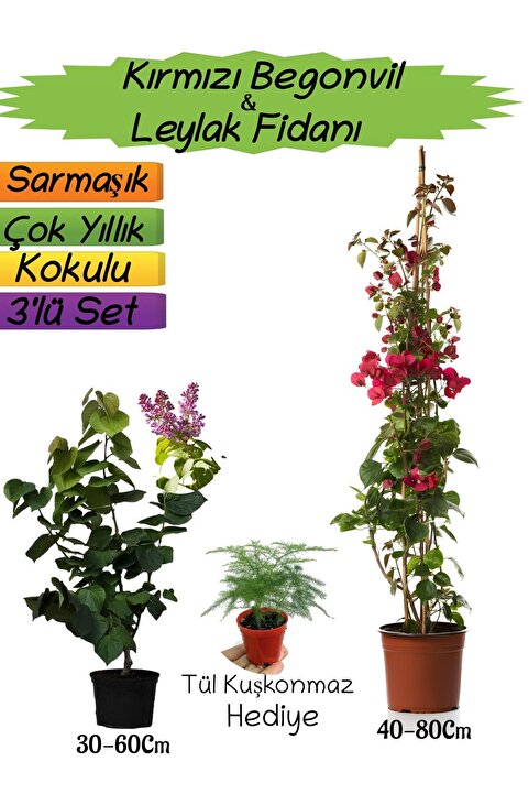 serada decor & plant Kırmızı Renk Begonvil+Kokulu Mor Leylak Fidanı+Tül Kuşkonmaz Hediyeli 3'lü Peyzaj Seti