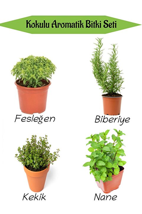 serada decor & plant Aromatik KOKULU Mutfak Seti Fesleğen+Biberiye+Kekik+Nane+ Fidesi 4 ADET