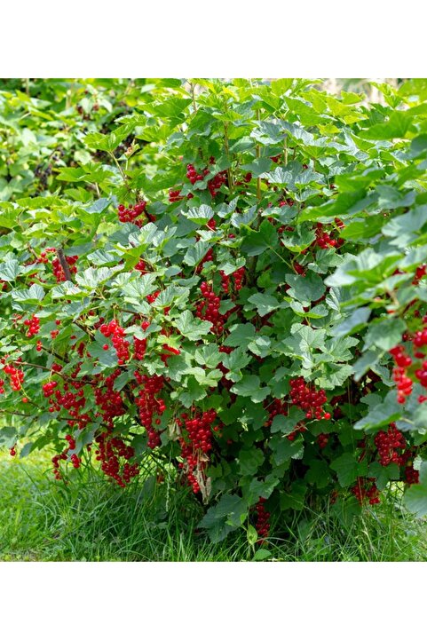 CC Radova Frenk Üzümü 50-80 Cm Tüplü