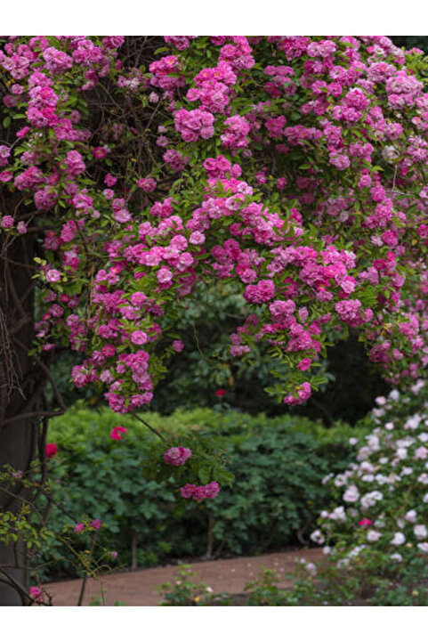 Bitkim Sende Videolu Pembe Özel Tür Mis Kokulu 1 Adet Sarmaşık Gül Fidanı Saksılı 70-110 Cm (PİNK CLİMBİNG ROSE)