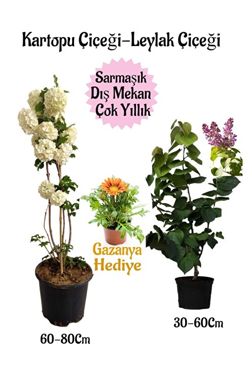 Bitkim Sende Kartopu Çiçeği 1 ADET +Kokulu Leylak1 ADET+Sarı Gazanya Hediye Saksılı Bahçe Seti