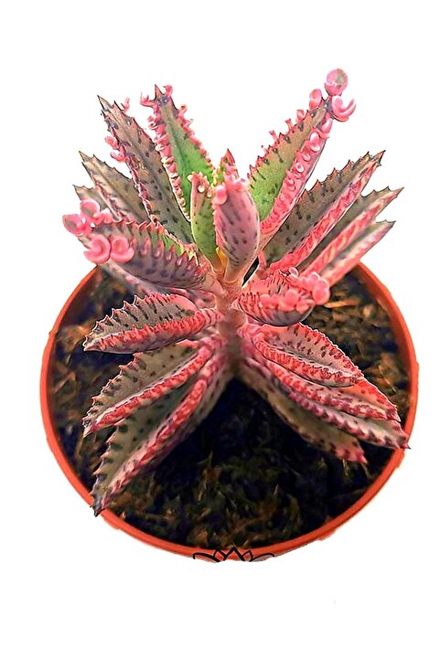 EGE GARDEN Pembe aşkın gözyaşı cicegi Pink butterfly 5.5cm saksıda canlı bitki ev ofis sukulent