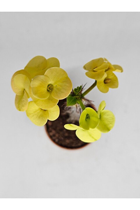 DOĞA BAHÇESİ Euphorbia Milii Sarı Çiçek Açan Kaktüs 5,5cm Saksılı