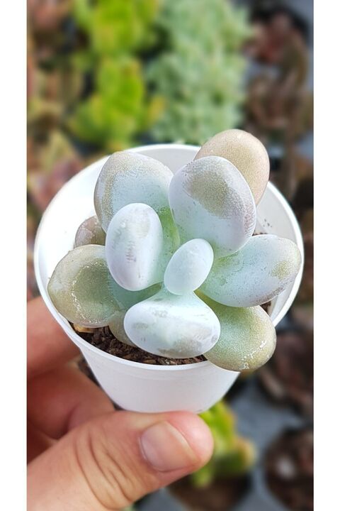 DOĞA BAHÇESİ Pachyphytum Oviferum Moonstone - Ay Taşı Sukulent 5,5cm Saksılı