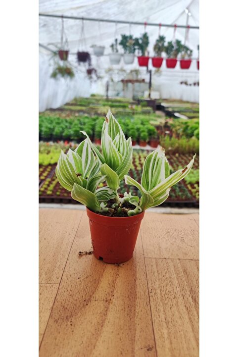 Ravza Çiçekçilik Tradescantia Albiflora (telgraf Çiçeği Yeşil Beyaz ) (5.5 Cm Saksıda)