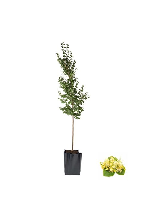 YAĞMUR BOTANİK Ihlamur Fidanı 2 Yaş Tüplü