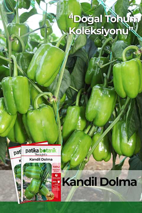 Patika Botanik 200 Adet Tatlı Kandil Dolma Biber Tohumu
