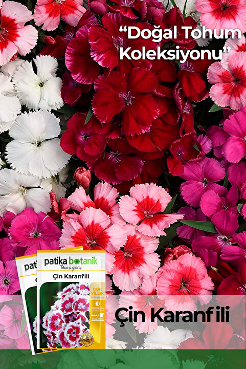 Patika Botanik 100 Adet Çin Karanfili Çiçek Tohumu (Dianthus Chinensis Dwarf)
