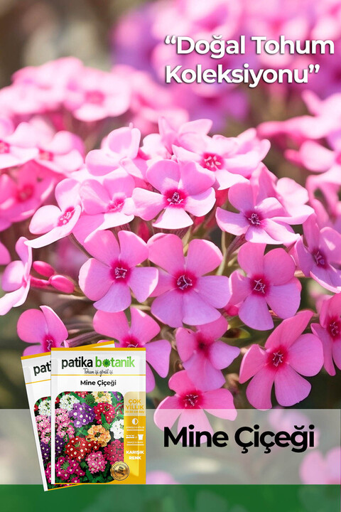 Patika Botanik 50 Adet Mine Çiçek Tohumu (Verbena)