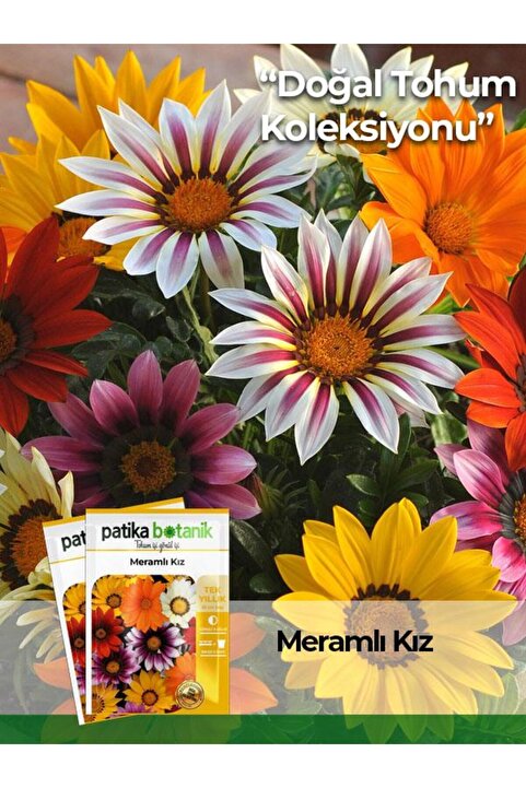 Patika Botanik 20 Adet Meramlı Kız Çiçek Tohumu (Gazania Splendens)