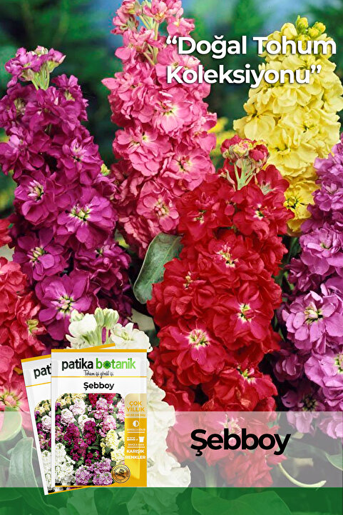 Patika Botanik 100 Adet Şebboy Çiçek Tohumu (Matthiola İncana)