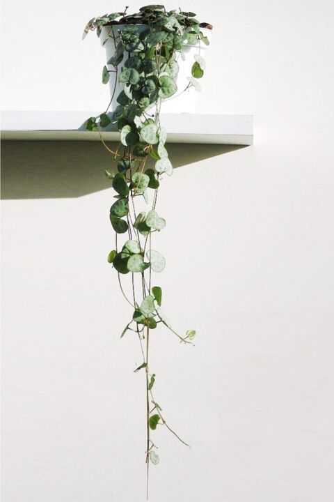 Cemre Garden Ceropegia Woodii - Kalp Kalbe Karşı - Ev Ofis Salon Iç Mekan Bitkisi - 40 Cm