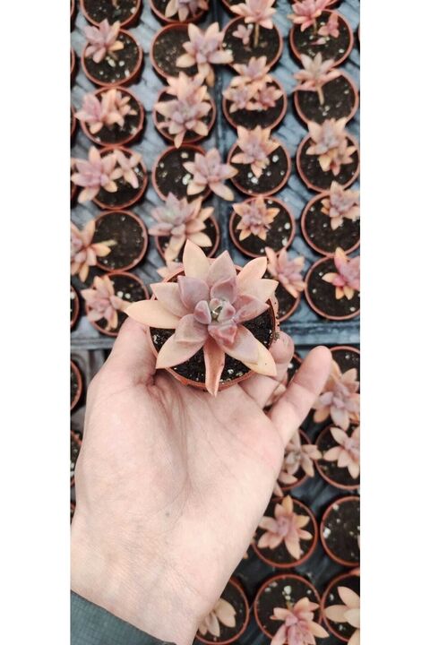 Ravza Çiçekçilik Graptopetalum Bernalense Bronze ( 5,5 Cm Saksıda ) Yaprakları Kırmızı Sukulent