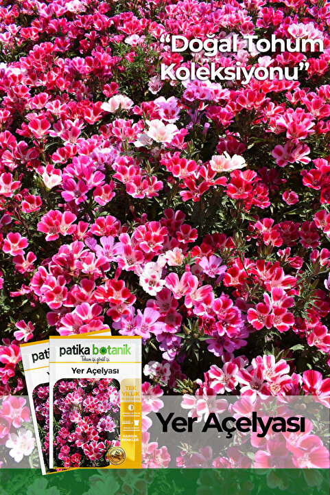 Patika Botanik 50 Adet Yer Açelyası Çiçek Tohumu (Godetia Rembrandt)