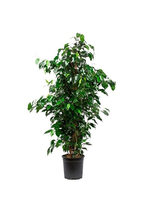 Taha Çiçekcilik Ficus Benjamin Salon Bitkisi 60-100cm