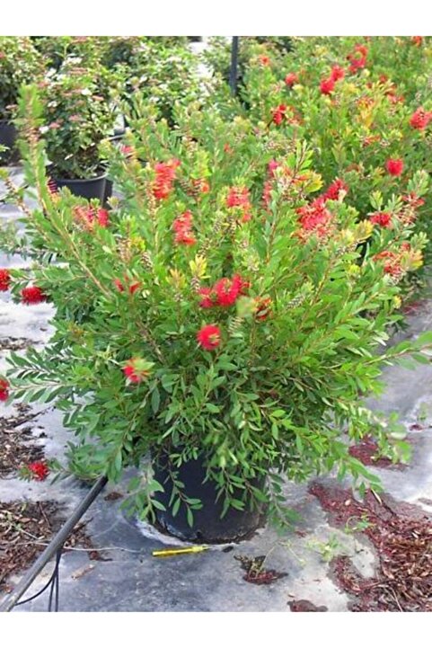 YAĞMUR BOTANİK Fırça Çalısı Saksılı