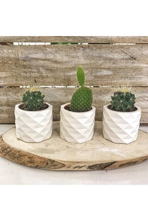 Genel Markalar Beyaz Beton Saksılık Kaktüs Ve Sukulentlik 3'lü Set