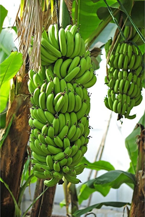 MYANAMUR 1 Kg Yerli Yeşil Muz