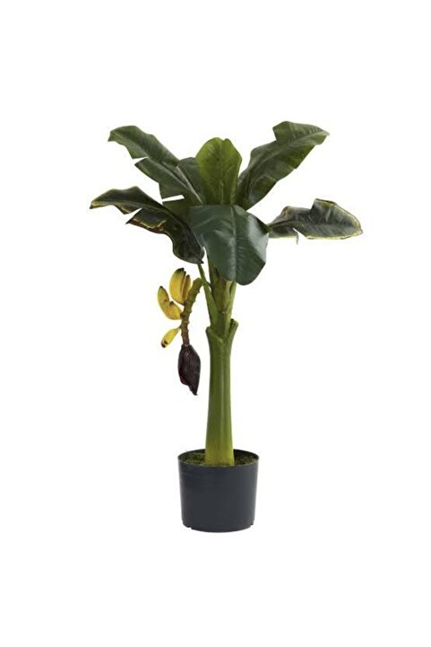 Genel Markalar Bodur Muz Fidanı 30_70cm