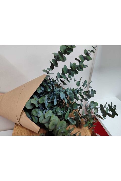 shocket plant 1.Kalite Üreticiden Şoklanmış Büyük Yaprak Okaliptus