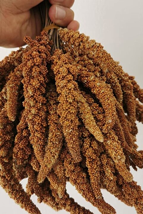 Genel Markalar Organik Dal Darı-doğal Daldarı Kuş Yemi 100 gr