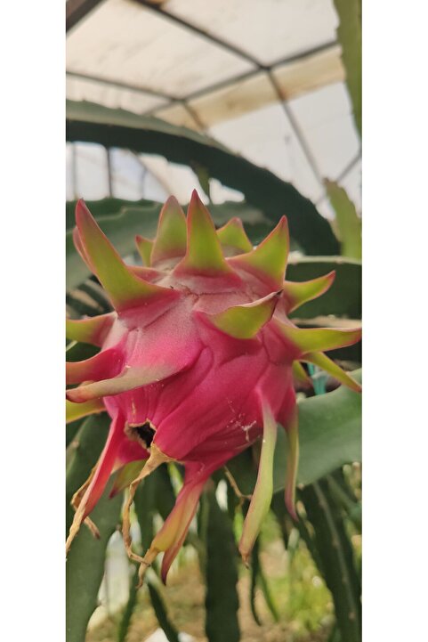 ANAMURMEYVECİM Ejder Meyvesi Pitaya 1 Kg Taze Hasat