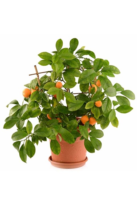 Hepsibahçemden Bodur Mandalina Ağacı Fidanı Mini Meyveli Aşılı Tüplü