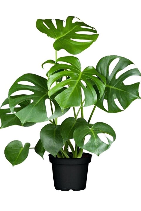 Genel Markalar Monstera Deliciosa Deve Tabanı Bitkisi 40-50 Cm