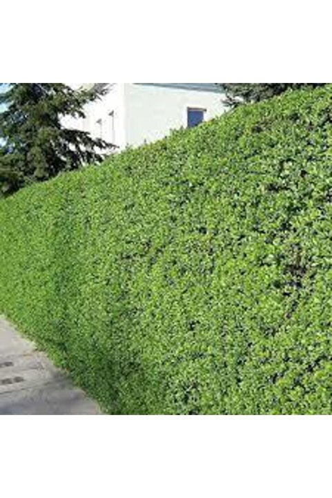 Tunç Botanik LİGUSTRUM KURTBAĞRI 30 ADET - ÇİT BİTKİSİ