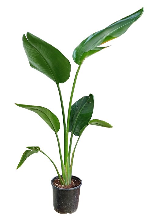 Genel Markalar Starliçe - Beyaz Cennet Kuşu - 120-140 Cm
