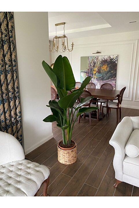 Genel Markalar Starliçe Beyaz Cennet Kuşu (2-3 KÖKLÜ 150-160CM) Strelitzia Nıcolaı