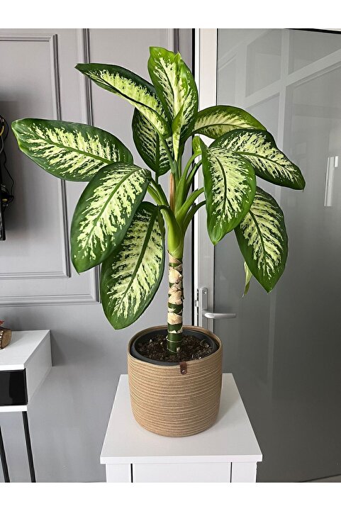 BEVEZ HOME Hasır Saksılık, Çok Amaçlı Hasır Sepet, Bahçe Düzenleyici 22x20 JÜTEX HOME