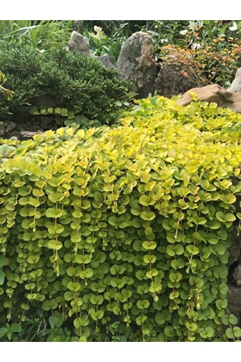 Gardenbox Özel Tür Sarı çiçek Açan Sarı Kız Altın Kolye Çiçeğe 30-40cm Saksılı