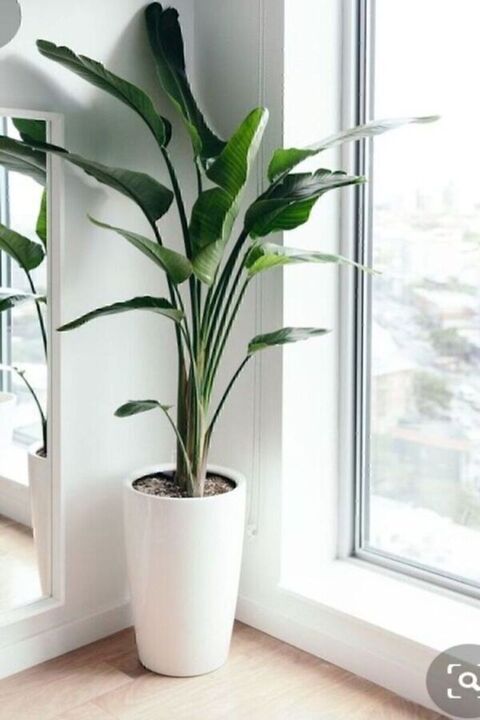 Genel Markalar Strelitzia Starliçe 90-120 cm Boyunda Tek Gövdeli Salon Bitkisi İç Mekan Bitkisi