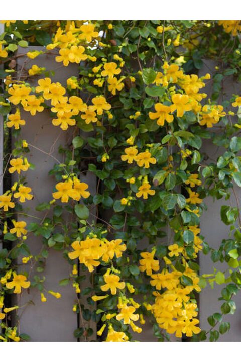 AnkaBahçe Sarı Yasemin Çiçeği Fıdanı (60 70 CM)1 Adet Saksılı Dış Mekan Bitkisi Jasminum Mesnyi