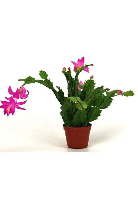 Bitkim Sende Avantajlı Canlı Renkli 1 Adet Yılbaşı Çiçeği Fidanı 5-20cm Saksılı (POİNSETTİA)
