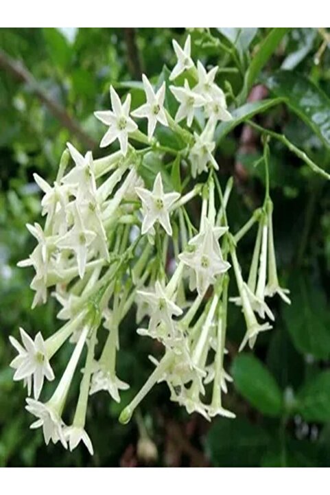 serada decor & plant Çok Avantajlı Kokulu Melisa Parfüm Çiçeği Fidanı 20-30 Cm Saksılı Cestrum Nocturnum