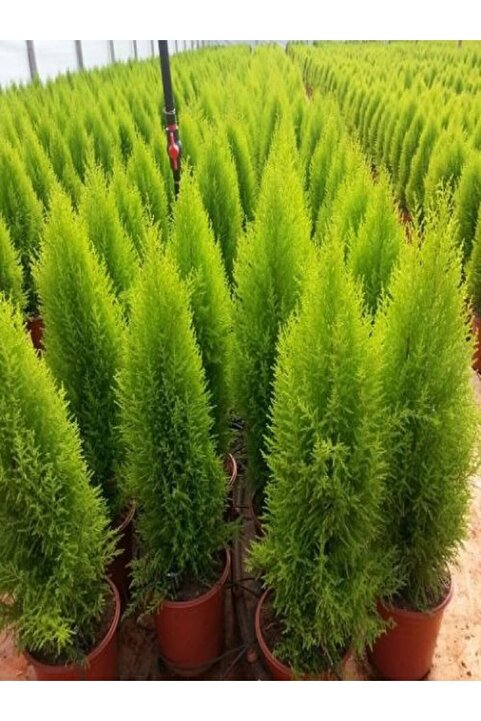 Nura Botanik Videolu Canlı Mis Kokulu Limoni Servi Çam Ağacı 30-60cm Saksılı\tüplü (LEMON CYPRESS TREE)