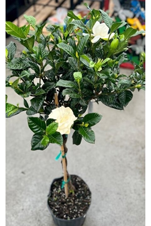 AYDOĞDU Aşılı Keskin Kokulu Gardenya 30 40cm