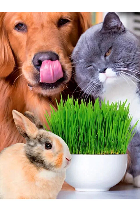 ebotanik Kedi Çimi Için Doğal Çim Tohumu 500 gr