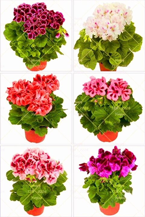 Bitkim Sende Videolu Karışık Renkli Canlı 2 Adet Sardunya Fidesi 20-40cm Saksılı (GERANİUM)