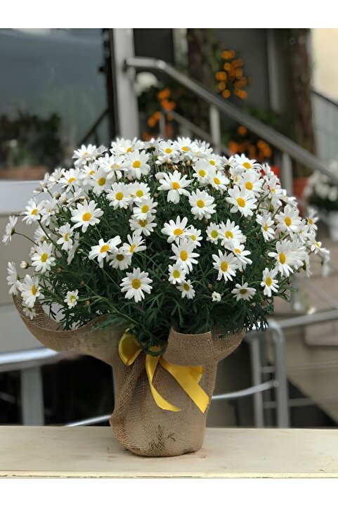 Gardenbox Hediye Paketli Beyaz Renk Çeşme Papatyası Özel Gün Çiçeği 20-40cm Saksılı