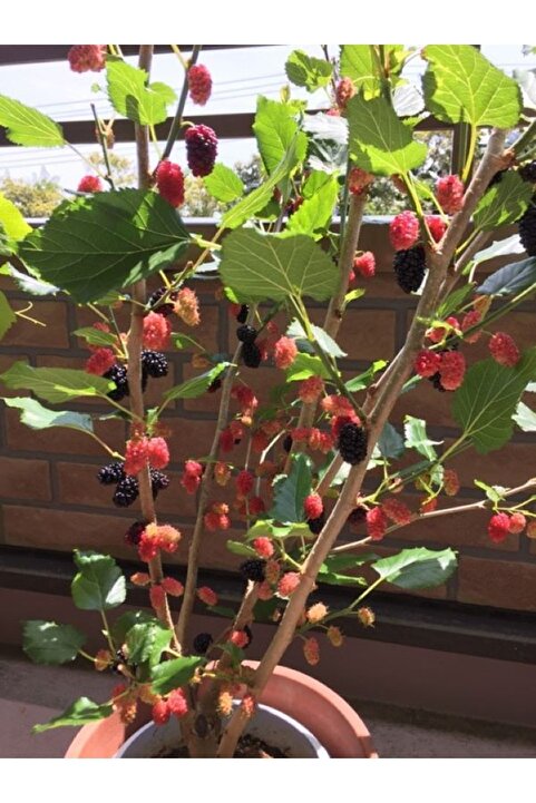 Daglioglu Fidancilik Torbalı Balkon Teras Bahçeciliği Için Bodur Yediveren Kara Dut Fidanı