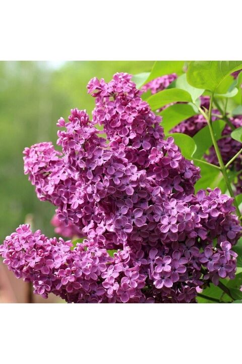 YAĞMUR BOTANİK Leylak Fidanı 50-100 Cm