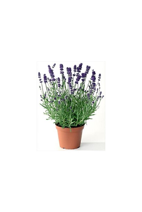 Genel Markalar Lavanta Çiçeği Fidanı 10-20 cm Lila