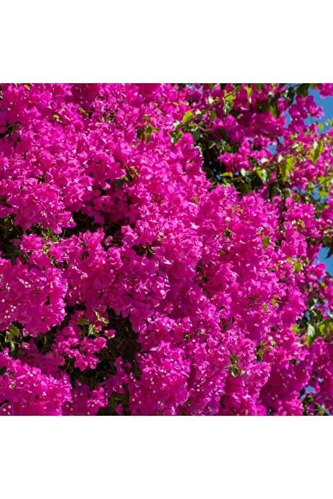 Fidanburada Pembe Begonvil Sarmaşığı (BOUGAİNVİLLEA)